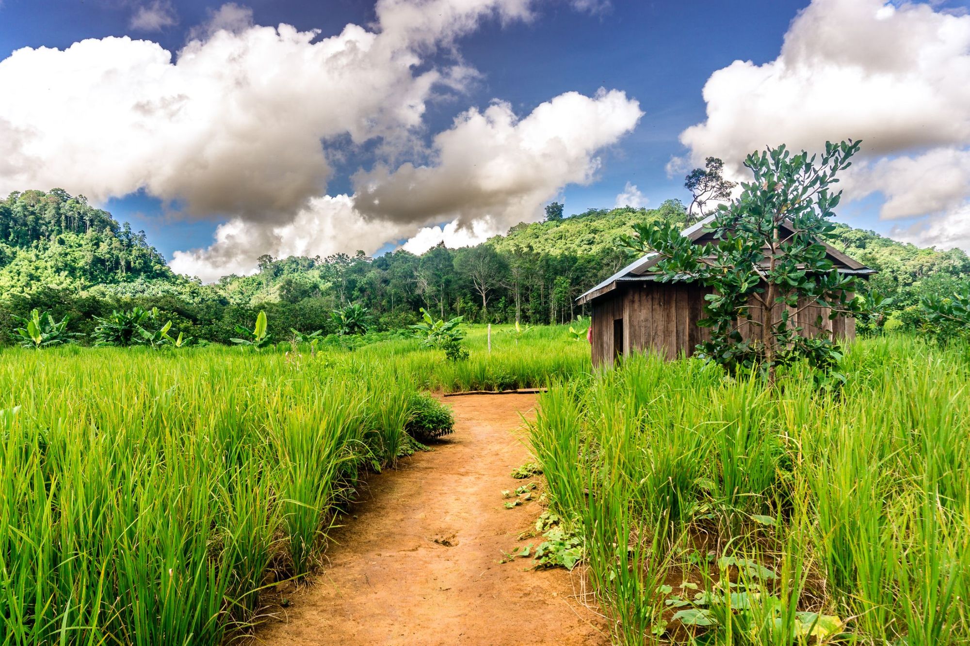 Phnom Penh Trekking To Siem Reap - Pakse ( Laos ) 10 Days